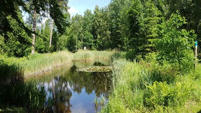 Kellenhusener Wald